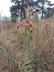 Oenothera anomala