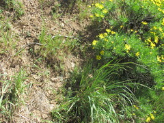 Masticophis lateralis euryxanthus