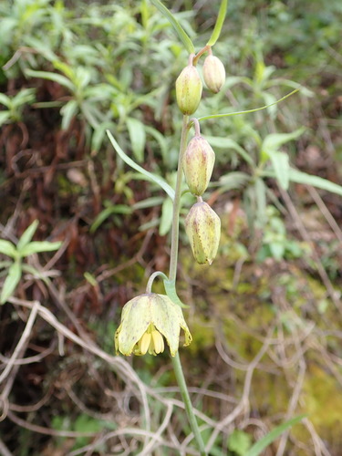 Image of Fritillaria ojaiensis by (c) Cricket Raspet, some rights reserved (CC BY)