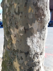 Platanus