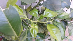 Citrus hystrix