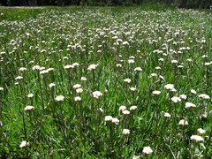 Antennaria corymbosa