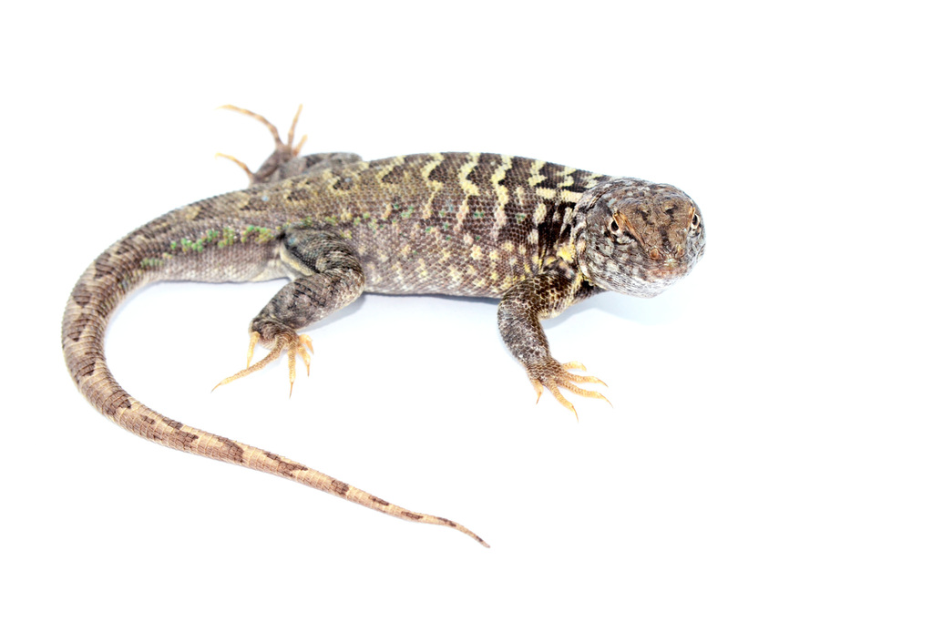 Smooth-throated Lizards