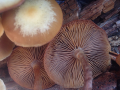 Kuehneromyces lignicola