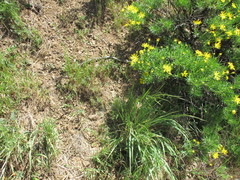 Masticophis lateralis euryxanthus