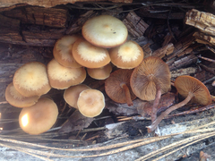 Kuehneromyces lignicola