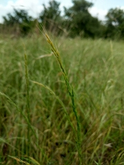 Limnodea arkansana