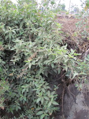 Cestrum tomentosum