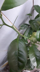 Citrus hystrix