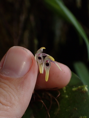 Pleurothallis dunstervillei, photograph 5