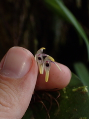 Pleurothallis dunstervillei, photograph (c) Nolan Exe, some rights reserved (CC BY)
