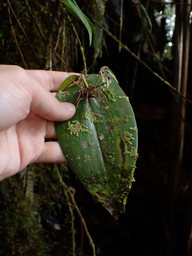 Pleurothallis dunstervillei, photograph 6