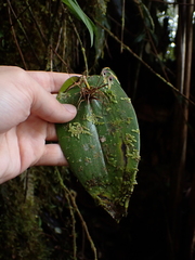 Pleurothallis dunstervillei, photograph (c) Nolan Exe, some rights reserved (CC BY)