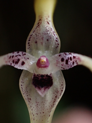 Pleurothallis dunstervillei, photograph 4