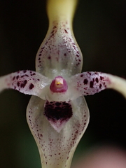 Pleurothallis dunstervillei, photograph (c) Nolan Exe, some rights reserved (CC BY)