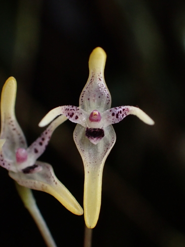 Pleurothallis dunstervillei, photograph 1