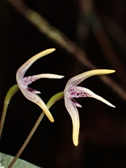 Pleurothallis dunstervillei, photograph (c) Nolan Exe, some rights reserved (CC BY)