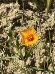 Mentzelia pectinata