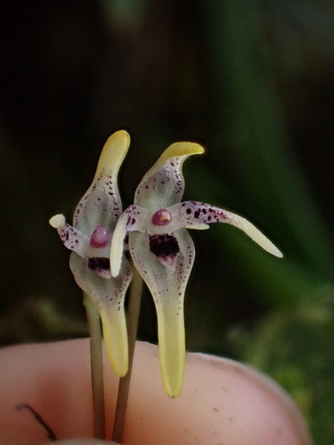 Pleurothallis dunstervillei, photograph 2
