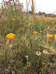 Eschscholzia californica