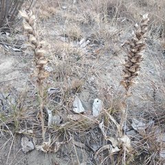 Dichromanthus michuacanus