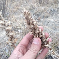 Dichromanthus michuacanus