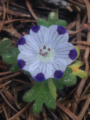 Nemophila maculata