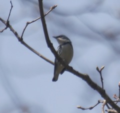 Setophaga cerulea