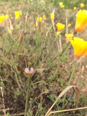 Eschscholzia californica