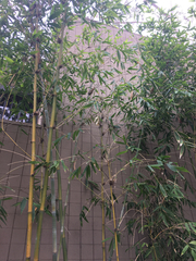 Pleioblastus simonii