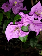 Bougainvillea
