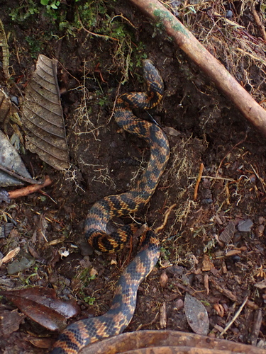 Atractus atlas