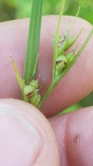 Scleria ciliata