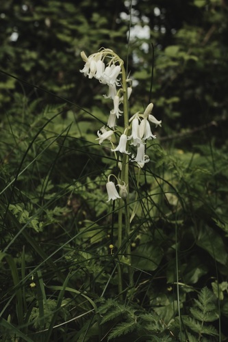 Hyacinthoides non-scripta