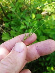 Scleria ciliata