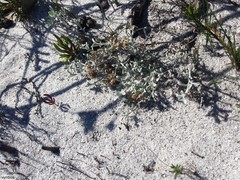 Helichrysum litorale