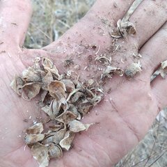 Dichromanthus michuacanus