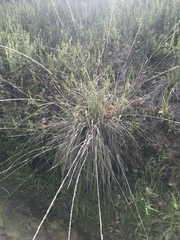 Festuca californica