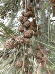 Casuarina equisetifolia