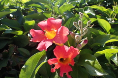 Amphilophium buccinatorium