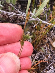 Juncus ranarius