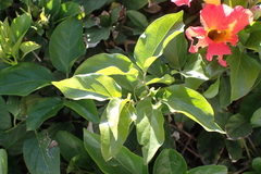 Amphilophium buccinatorium