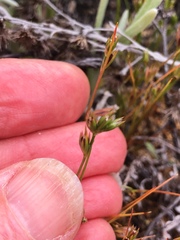 Juncus ranarius