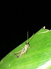 Ommatolampis perspicillata