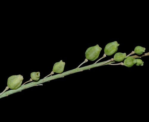 Reseda alphonsi