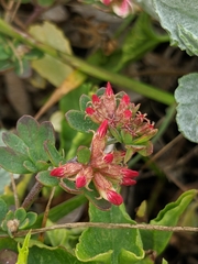 Acmispon cytisoides