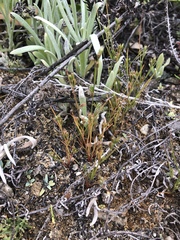 Juncus ranarius