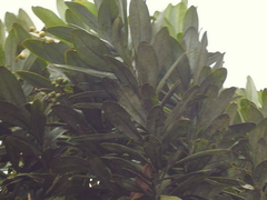 Drimys granadensis