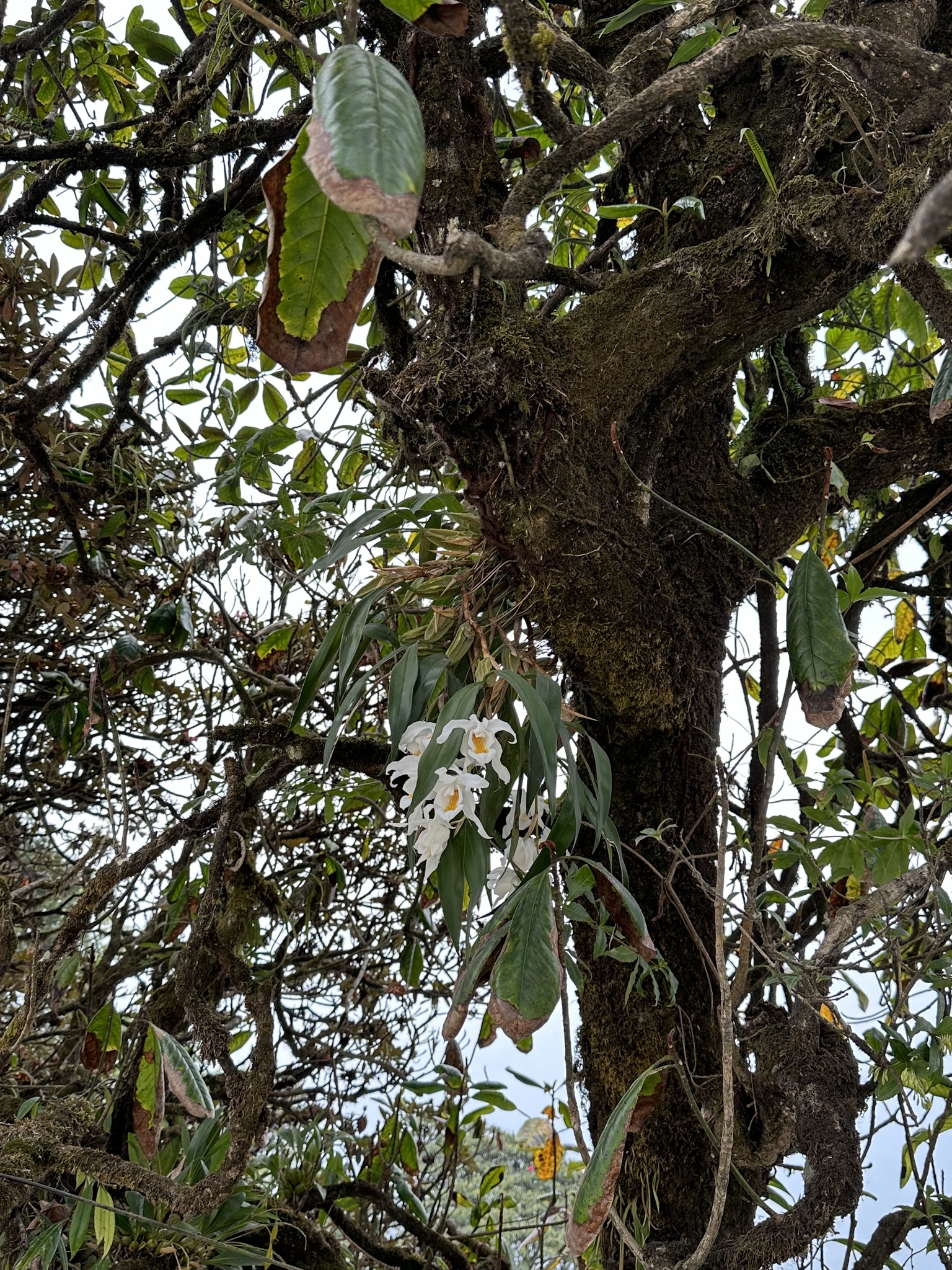 Imagem de Orquídea-dama-da-noite