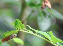 Bothrogonia ferruginea